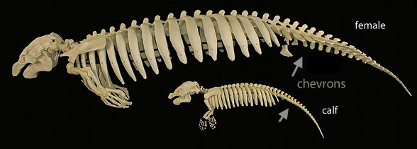 Manatee skeleton